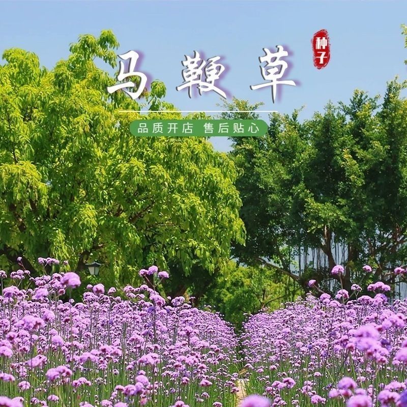 散装柳叶马鞭草种子乡村旅游多年生柠檬细叶宽叶阔叶马鞭草花