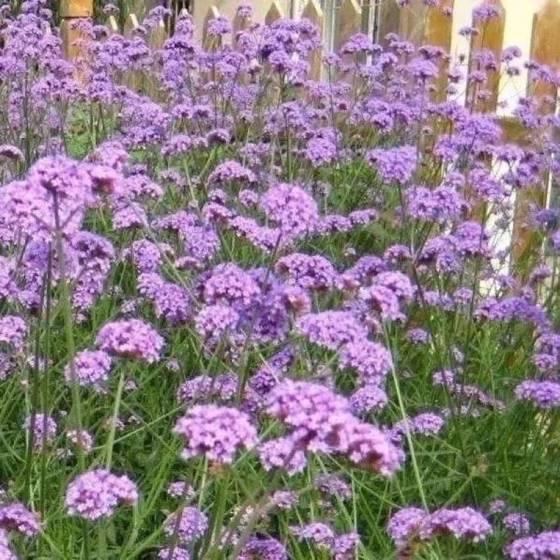 散装柳叶马鞭草种子乡村旅游多年生柠檬细叶宽叶阔叶马鞭草花