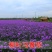 散装柳叶马鞭草种子乡村旅游多年生柠檬细叶宽叶阔叶马鞭草花