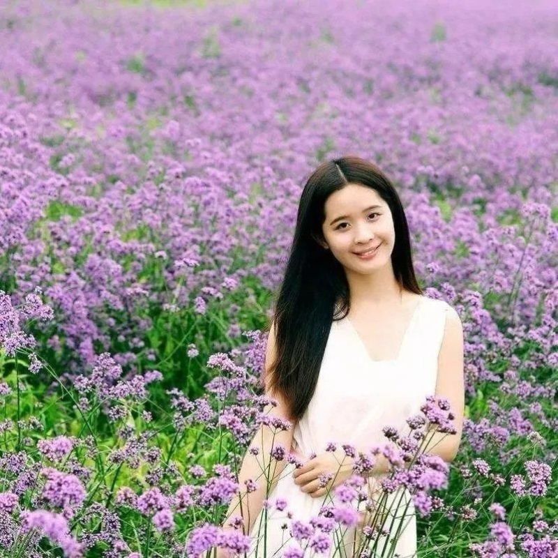 散装柳叶马鞭草种子乡村旅游多年生柠檬细叶宽叶阔叶马鞭草花