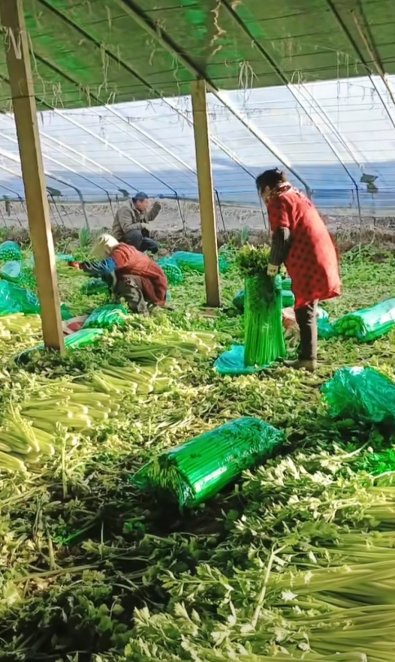 现有大量芹菜上市中，铁梗青，法国皇后，株高65/70公分