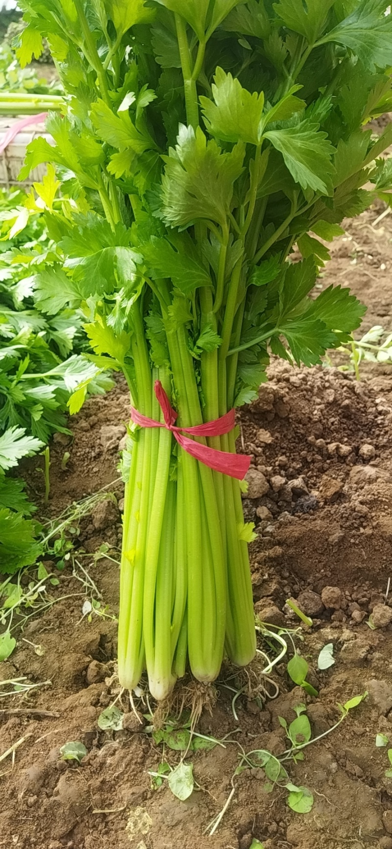 现有大量芹菜上市中，铁梗青，法国皇后，株高65/70公分