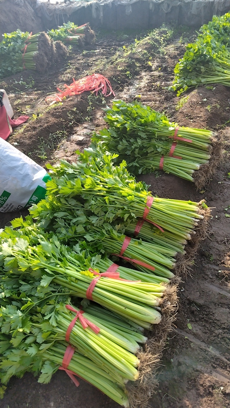 现有大量芹菜上市中，铁梗青，法国皇后，株高65/70公分