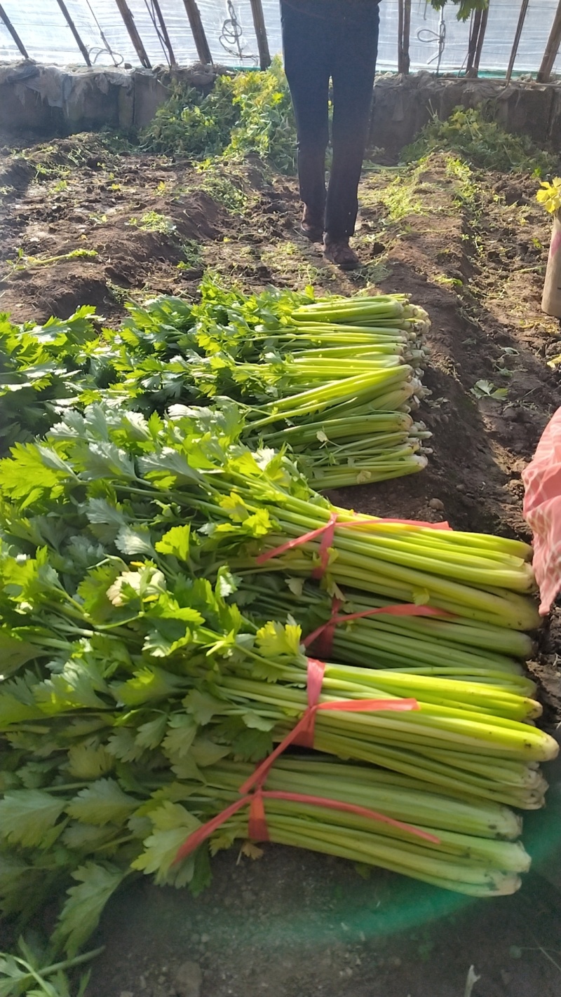 现有大量芹菜上市中，铁梗青，法国皇后，株高65/70公分