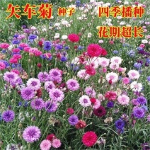 速生蓝色混色矢车菊种子庭院易种花种多年生四季种易活花种子