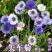 速生蓝色混色矢车菊种子庭院易种花种多年生四季种易活花种子