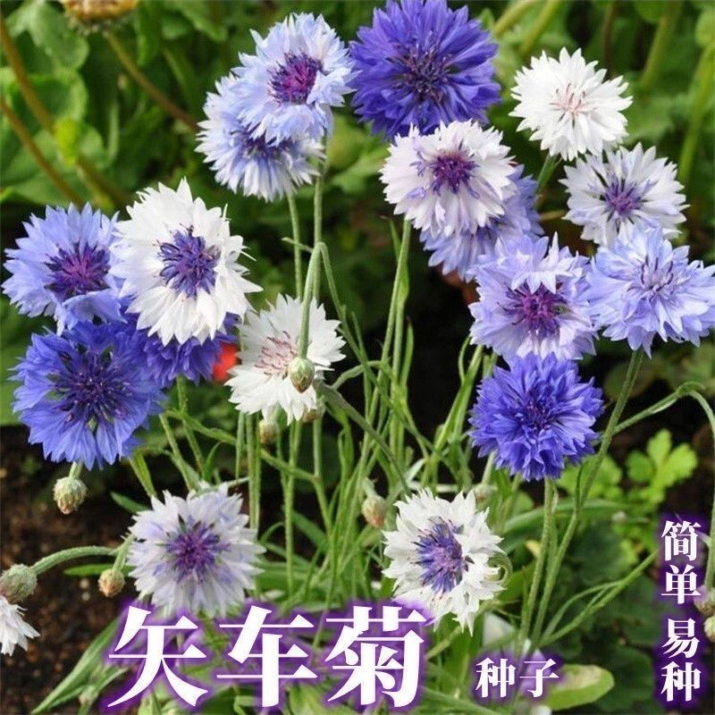 速生蓝色混色矢车菊种子庭院易种花种多年生四季种易活花种子