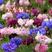 速生蓝色混色矢车菊种子庭院易种花种多年生四季种易活花种子