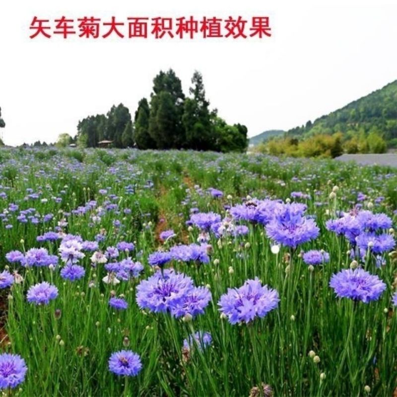速生蓝色混色矢车菊种子庭院易种花种多年生四季种易活花种子