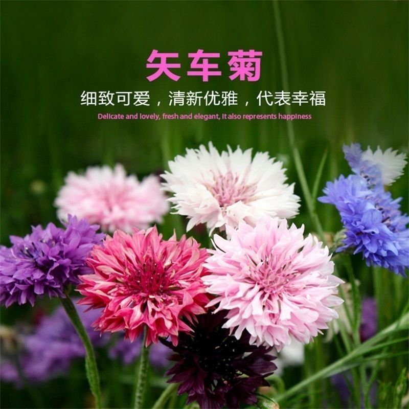 速生蓝色混色矢车菊种子庭院易种花种多年生四季种易活花种子