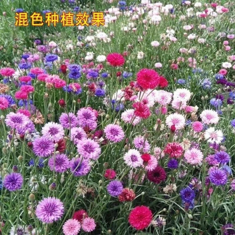 速生蓝色混色矢车菊种子庭院易种花种多年生四季种易活花种子