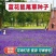 蓝花鼠尾草种子一串蓝紫花红花易活播种多年生宿根耐寒花卉景