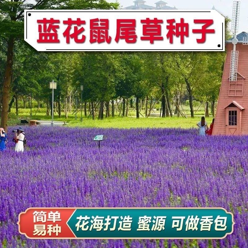 蓝花鼠尾草种子一串蓝紫花红花易活播种多年生宿根耐寒花卉景