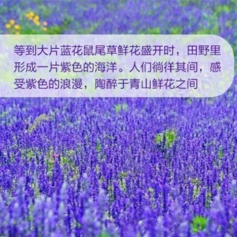 蓝花鼠尾草种子一串蓝紫花红花易活播种多年生宿根耐寒花卉景