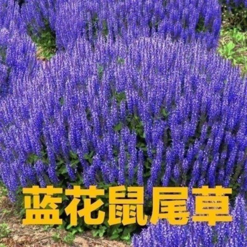 蓝花鼠尾草种子一串蓝紫花红花易活播种多年生宿根耐寒花卉景
