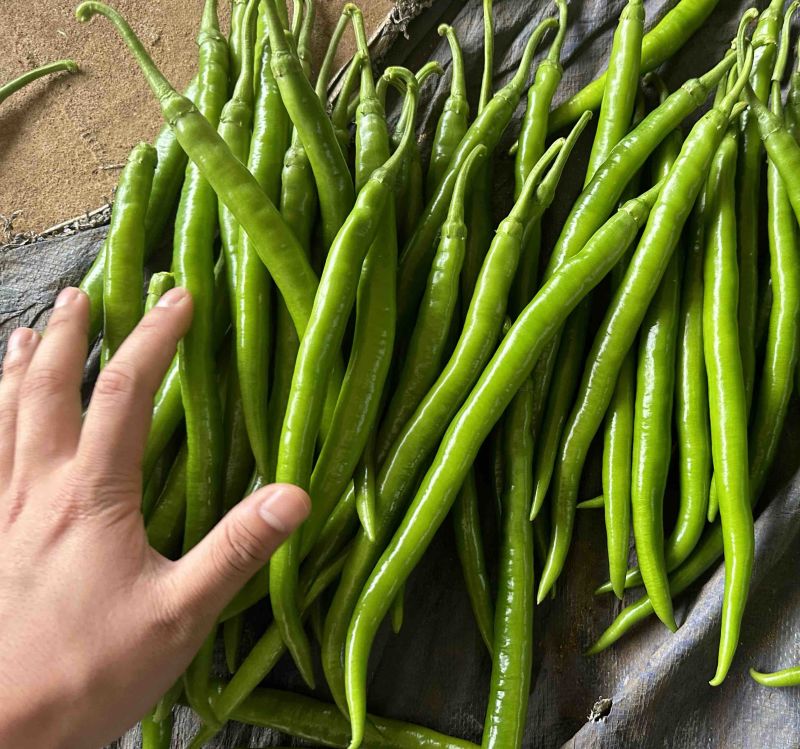 湛江徐闻线椒辣椒。大量的上市价格便宜精品货品