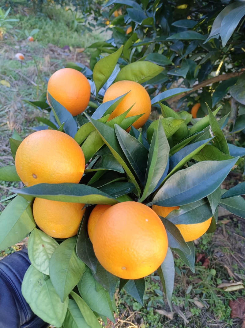纯甜蜜香橙