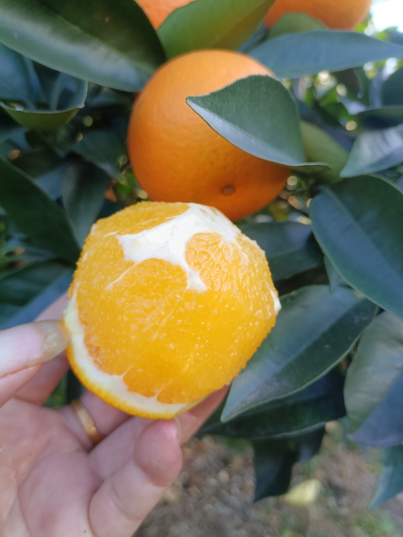 纯甜蜜香橙