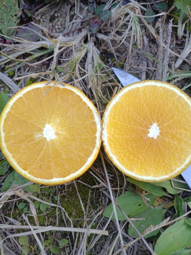 纯甜蜜香橙