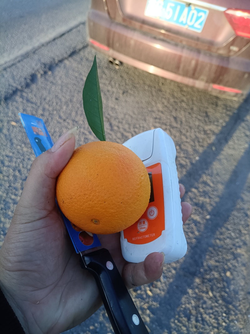 纯甜蜜香橙