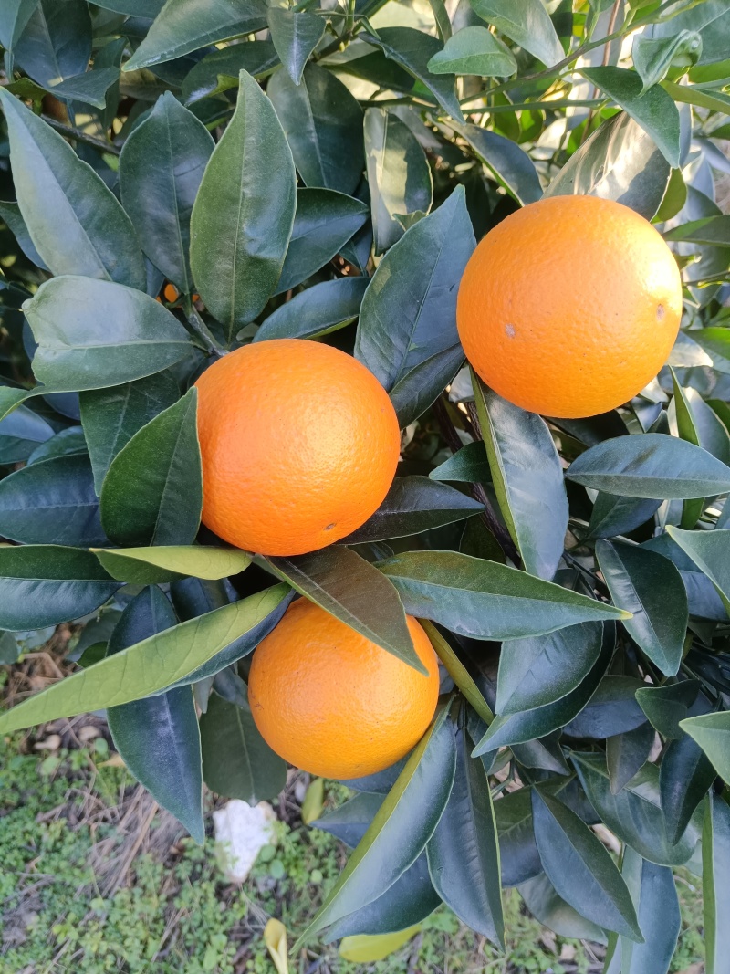 纯甜蜜香橙