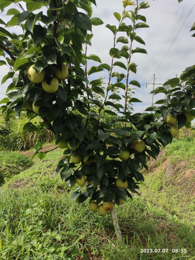 夏蜜梨(蜜雪梨2号)苗子，南方高端梨特早熟梨，基地直发