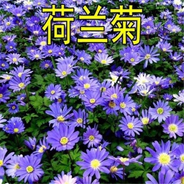 新品多年生宿根花种耐寒耐荫荷兰菊种子四季种易活庭院室外