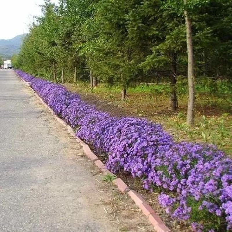 新品多年生宿根花种耐寒耐荫荷兰菊种子四季种易活庭院室外