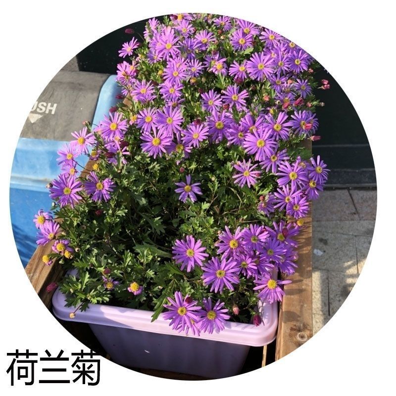 新品多年生宿根花种耐寒耐荫荷兰菊种子四季种易活庭院室外