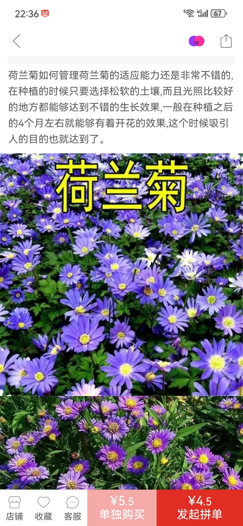 新品多年生宿根花种耐寒耐荫荷兰菊种子四季种易活庭院室外