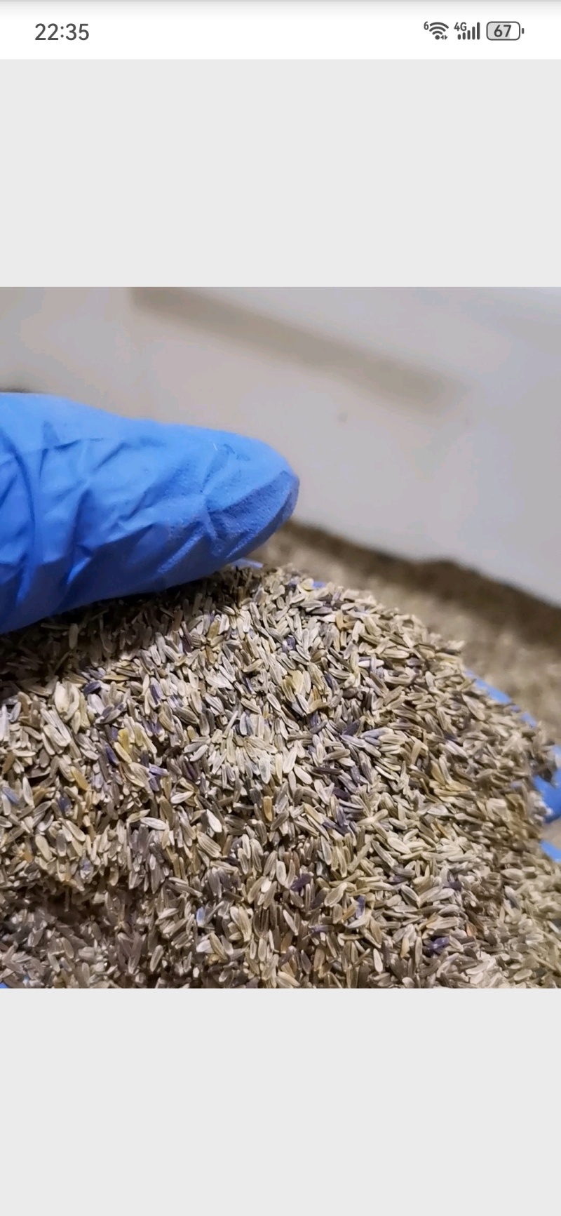 新品多年生宿根花种耐寒耐荫荷兰菊种子四季种易活庭院室外