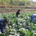 湖南湘潭本地红菜苔，日产1000斤，寻收购商
