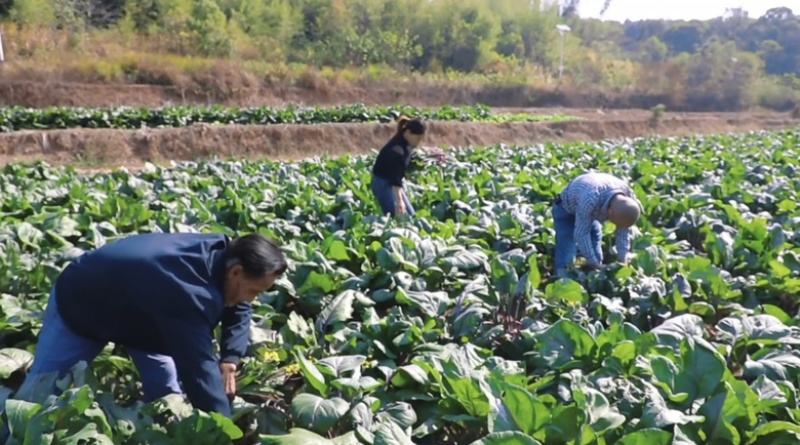 湖南湘潭本地红菜苔，日产1000斤，寻收购商