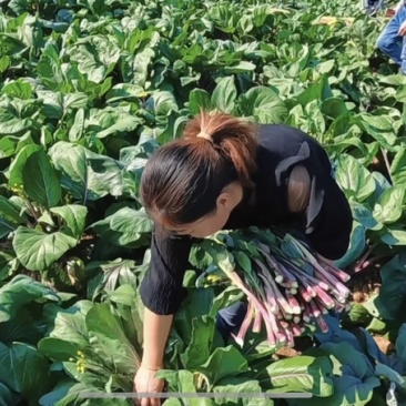 湖南湘潭本地红菜苔，日产1000斤，寻收购商