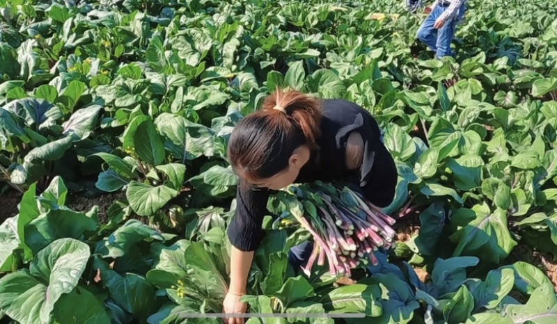 湖南湘潭本地红菜苔，日产1000斤，寻收购商