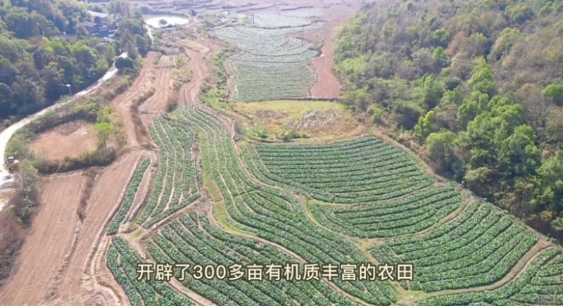 湖南湘潭本地红菜苔，日产1000斤，寻收购商