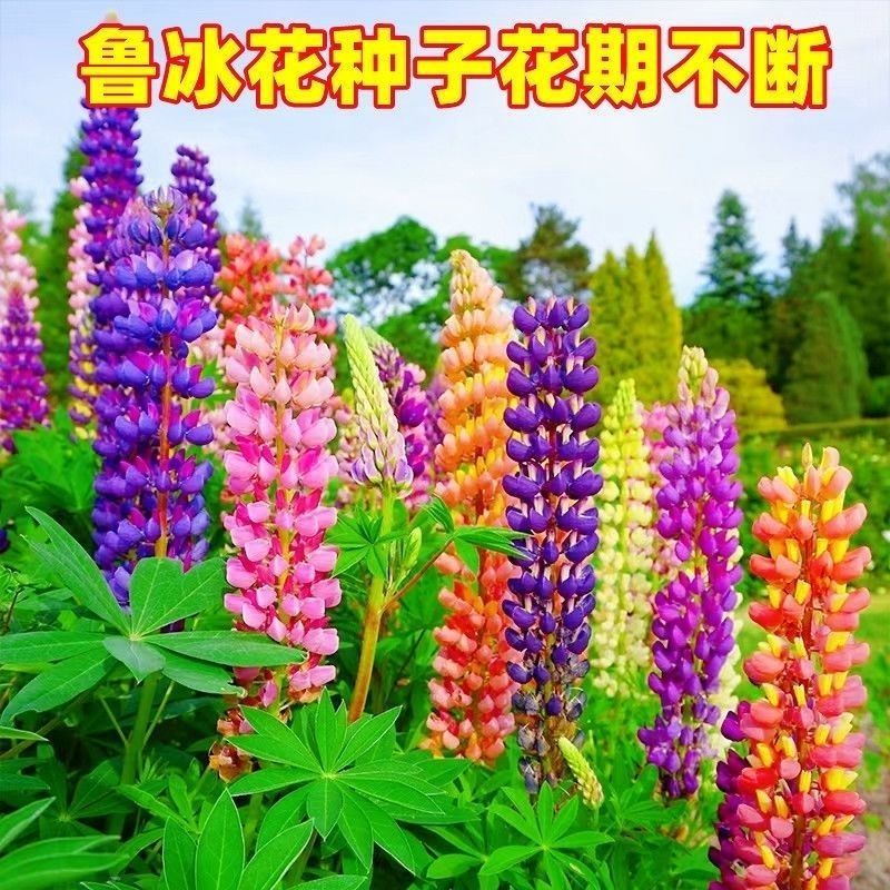鲁冰花种子四季种易活花籽四季开花羽扁豆种子多年生宿根庭院