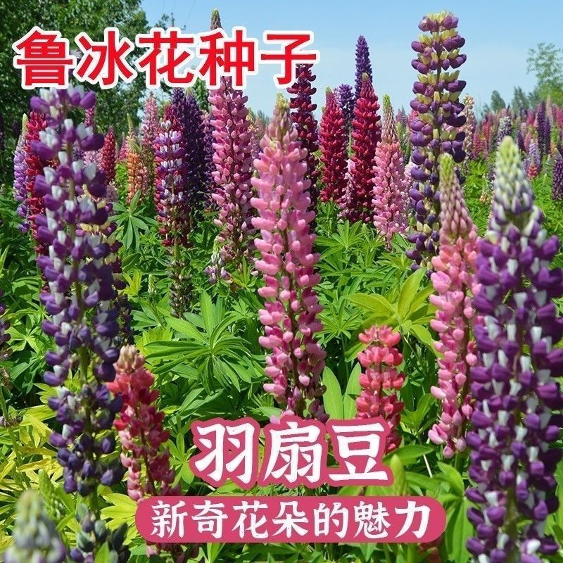 鲁冰花种子四季种易活花籽四季开花羽扁豆种子多年生宿根庭院