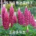 鲁冰花种子四季种易活花籽四季开花羽扁豆种子多年生宿根庭院