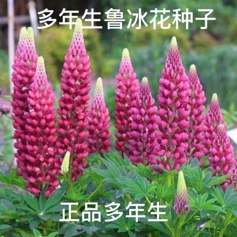 鲁冰花种子四季种易活花籽四季开花羽扁豆种子多年生宿根庭院