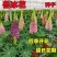 鲁冰花种子四季种易活花籽四季开花羽扁豆种子多年生宿根庭院