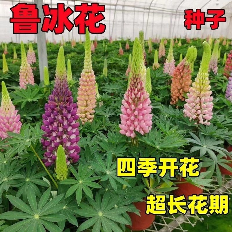 鲁冰花种子四季种易活花籽四季开花羽扁豆种子多年生宿根庭院