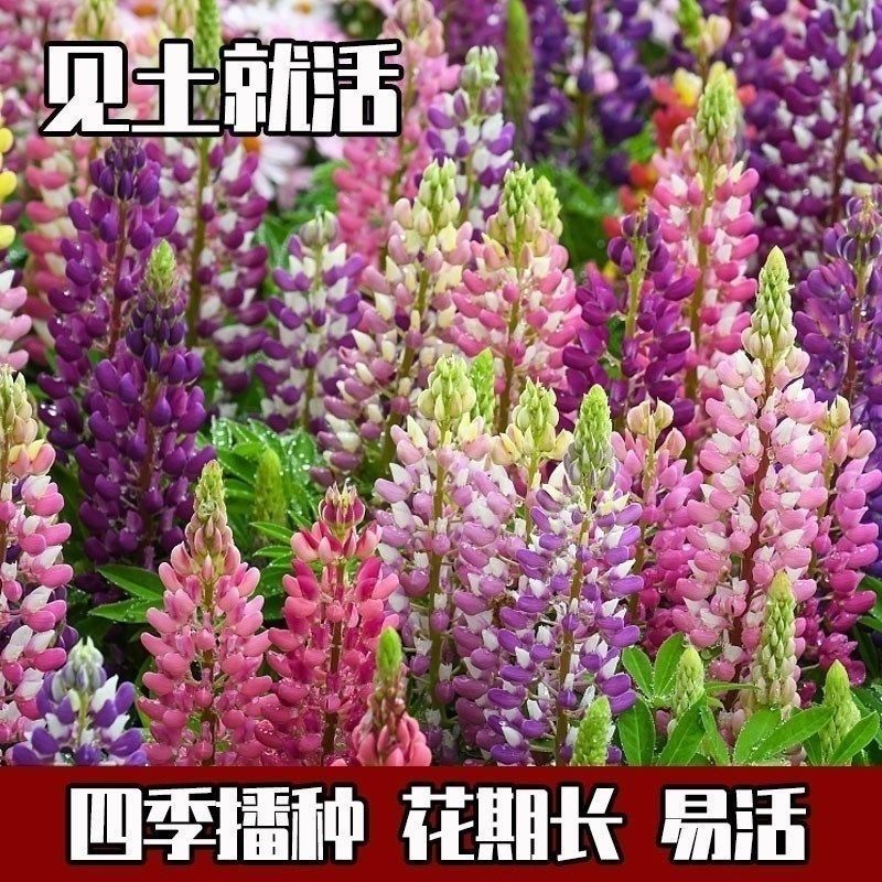 鲁冰花种子四季种易活花籽四季开花羽扁豆种子多年生宿根庭院