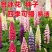 鲁冰花种子四季种易活花籽四季开花羽扁豆种子多年生宿根庭院