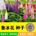 鲁冰花种子四季种易活花籽四季开花羽扁豆种子多年生宿根庭院