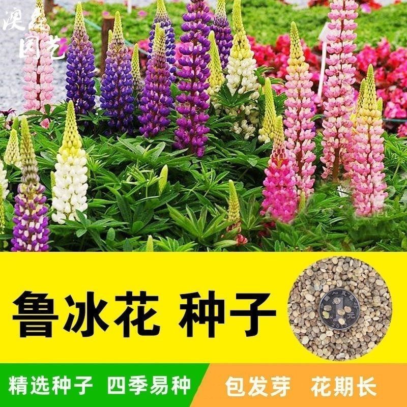 鲁冰花种子四季种易活花籽四季开花羽扁豆种子多年生宿根庭院