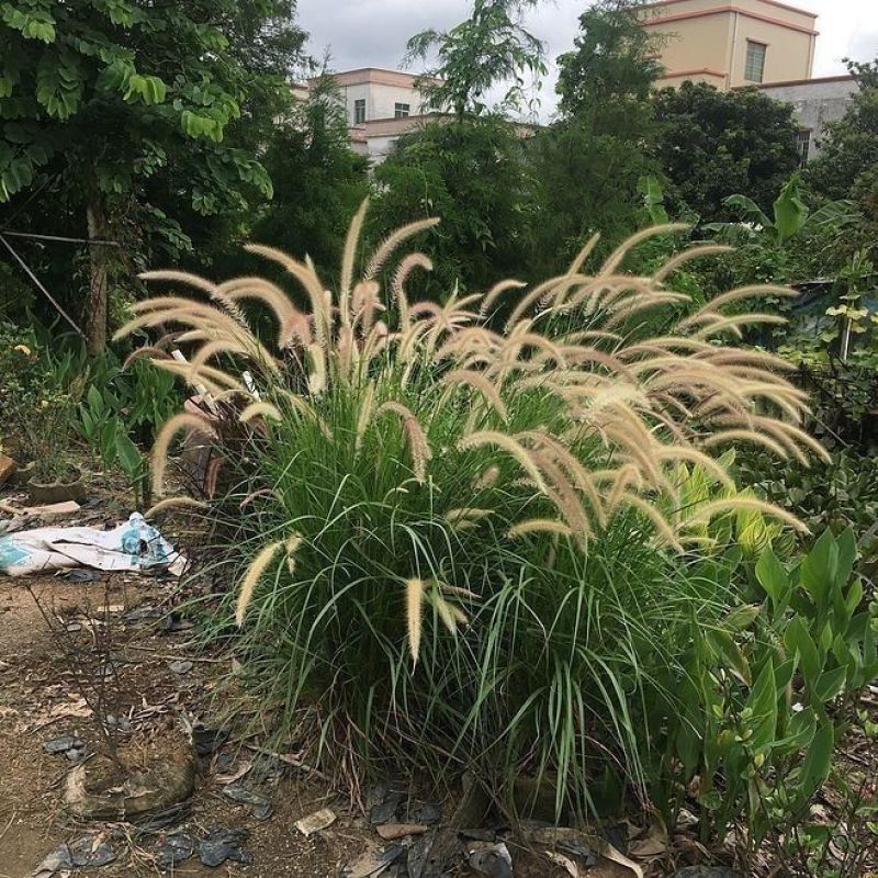 紫穗狼尾草种子观赏狼尾草种四季狗尾草种籽庭院室外护坡花海