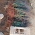 河北定州侧柏小苗子播柏树苗扁柏小苗现侧柏苗基地直发