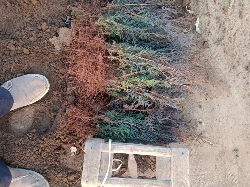河北定州侧柏小苗子播柏树苗扁柏小苗现侧柏苗基地直发