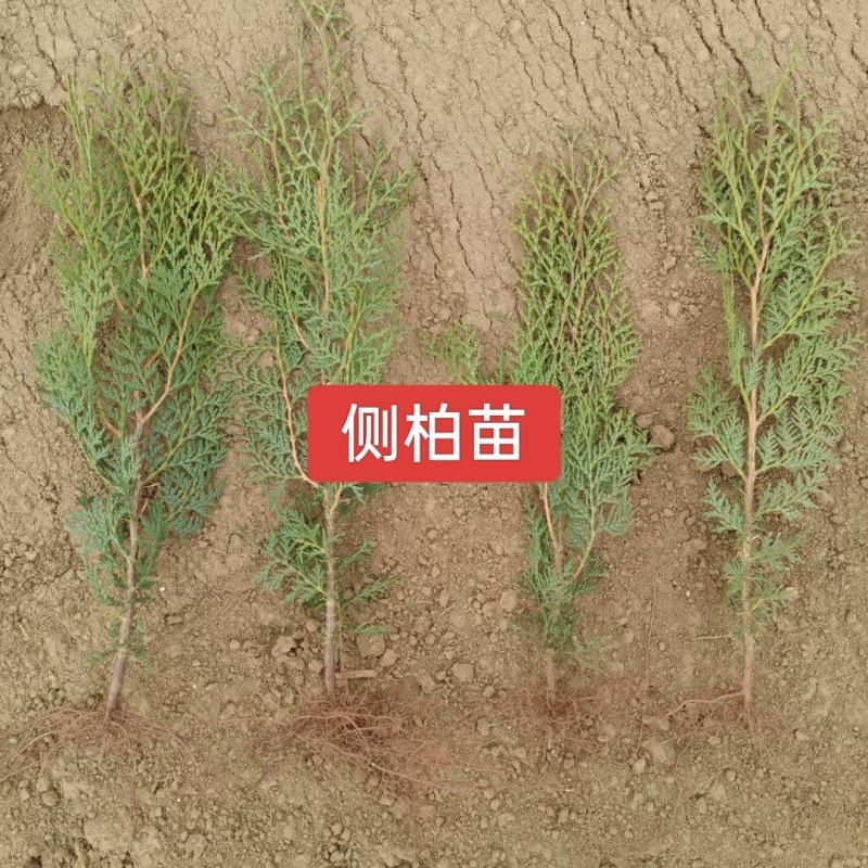 河北定州侧柏小苗子播柏树苗扁柏小苗现侧柏苗基地直发